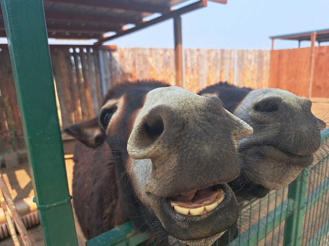 Camel Park Sunny Beach景点图片