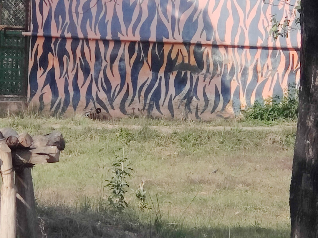 White Tiger Safari Rewa景点图片
