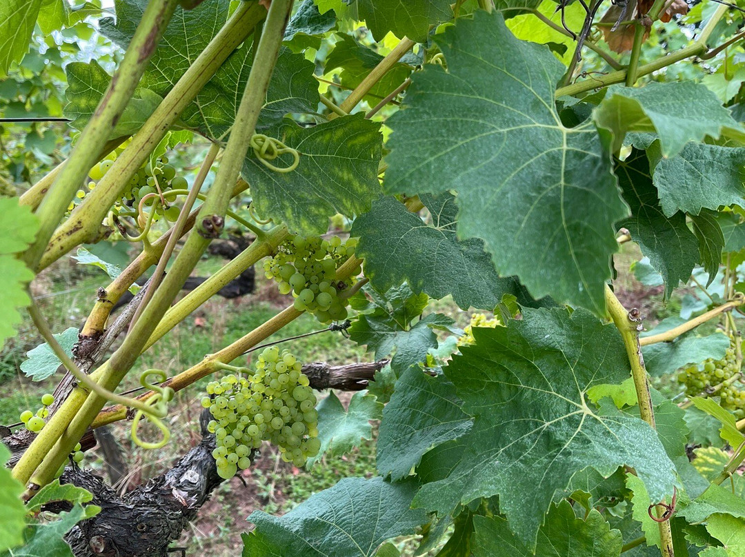 Astley Vineyard景点图片