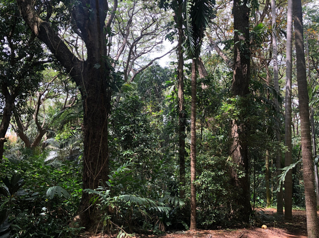Townsville Palmetum-汤斯维尔必去景点