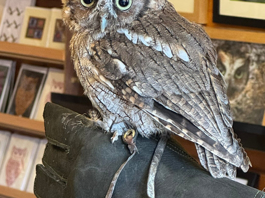 SMJ Falconry景点图片