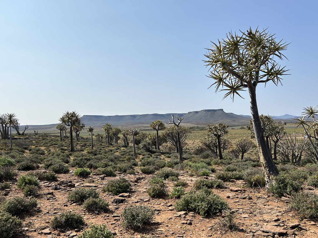 Quiver Tree Forest-Nieuwoudtville必去景点