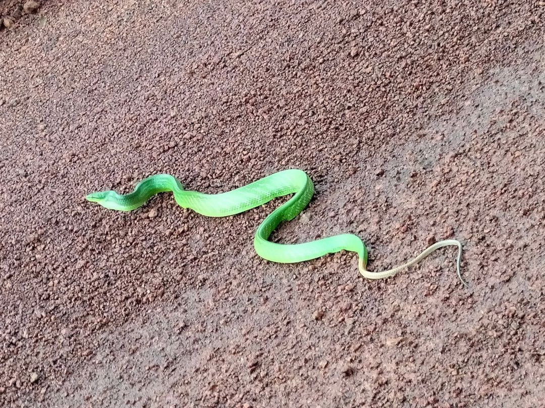 Cardamom Mountains-戈公必去景点
