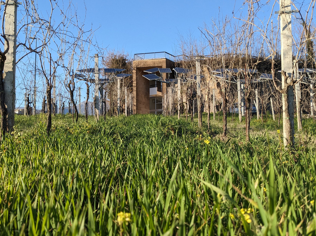 Cantina Simone Giacomo-Castelvenere必去景点