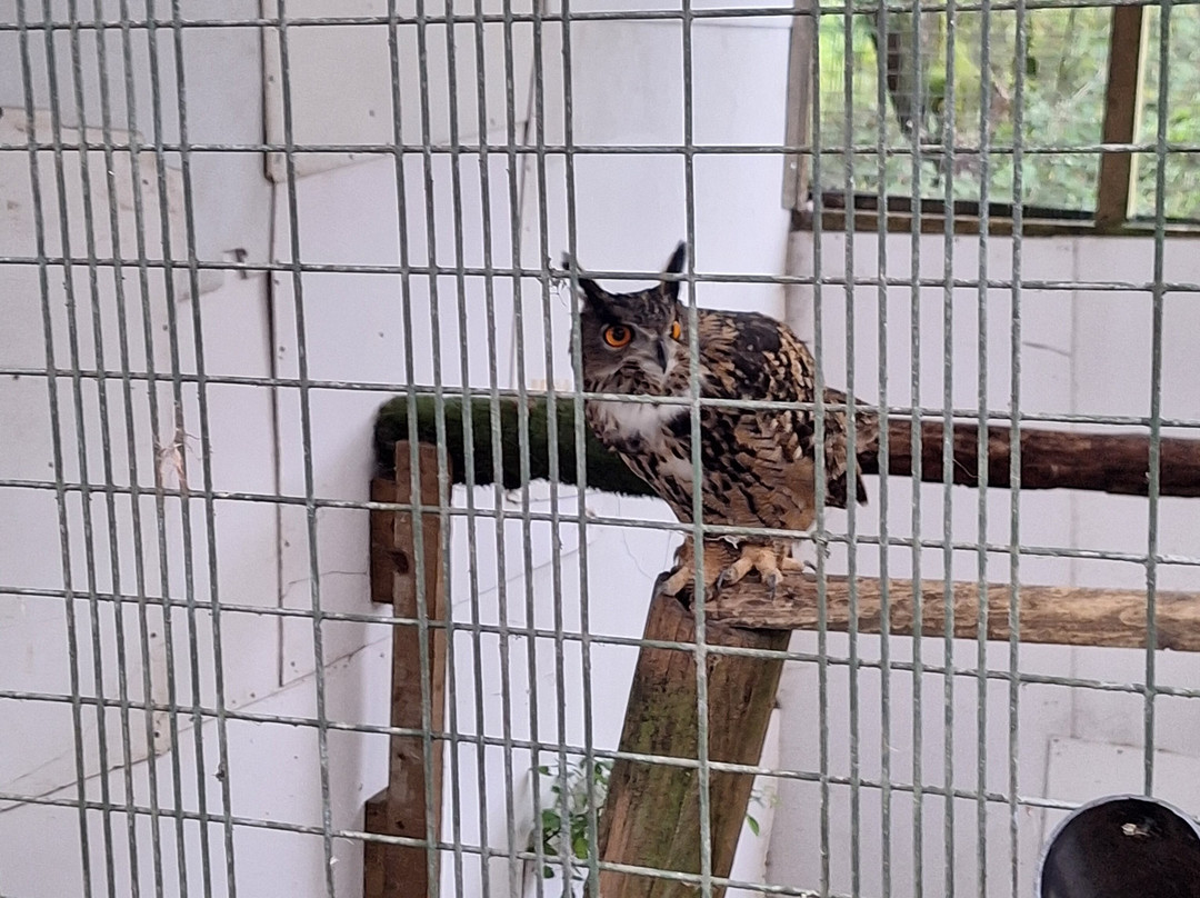 Festival Park Owl Sanctuary景点图片