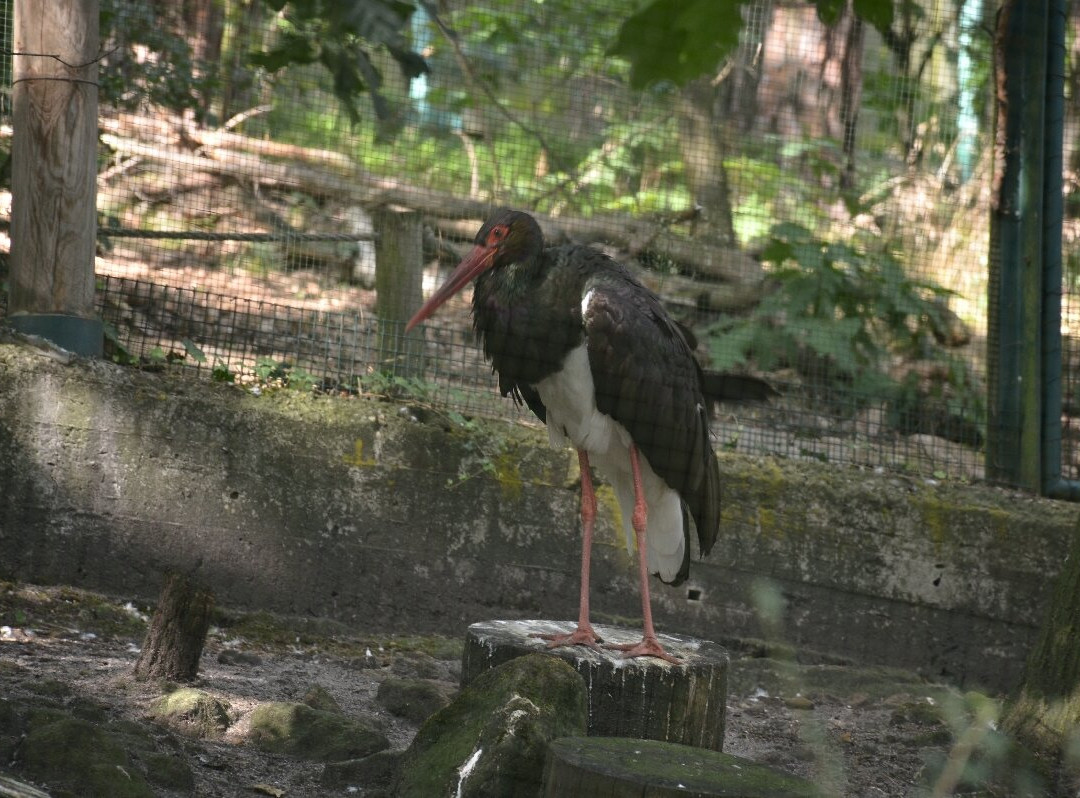 Zoo Decin-德辛必去景点