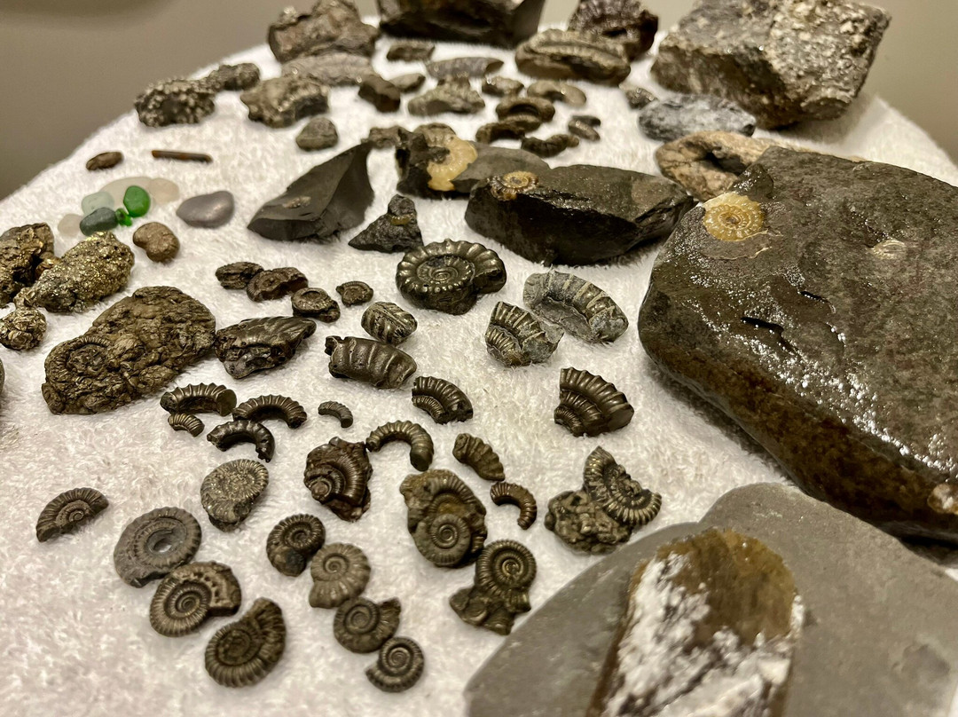 Jurassic Coast Guides景点图片