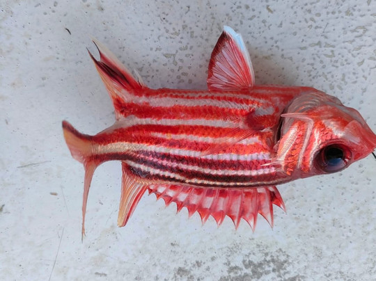 Sostis & Saratonga Faliraki Fishing Trips-Faliraki必去景点