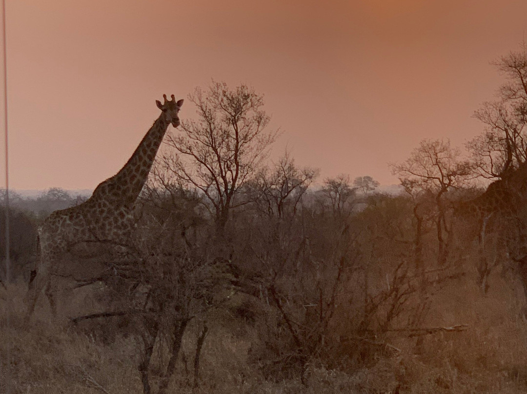 Manyeleti Safari Camp Lodge主图