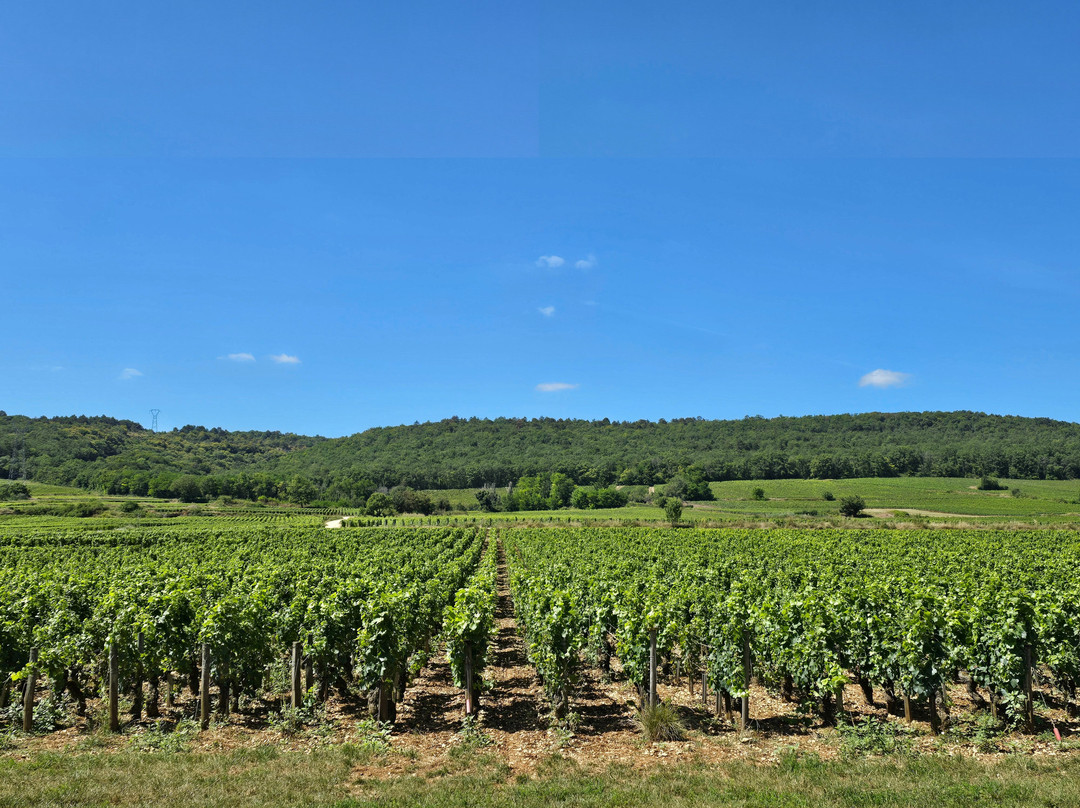 Château de Marsannay-马沙内丘必去景点