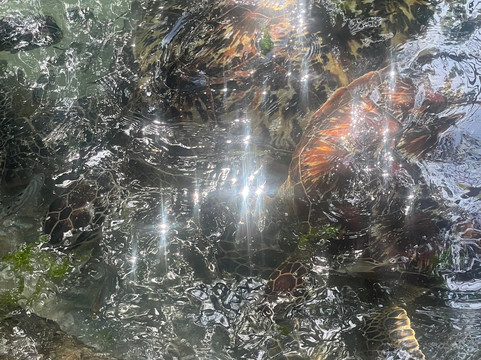 Black Willow Safaris-桑给巴尔岛必去景点