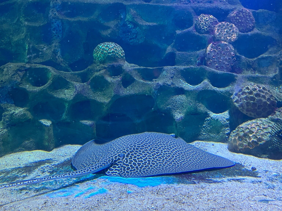 VGP Marine Kingdom景点图片