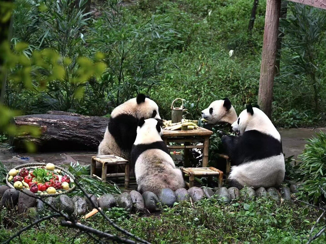 Chengdu Explorer-成都必去景点
