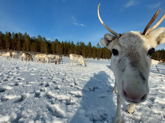 Tokkana Reindeer
