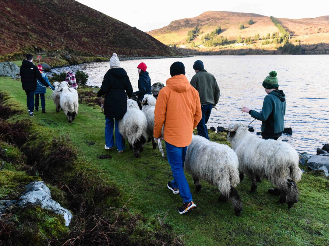 Walking Tours With Valais Blacknose Sheep景点图片