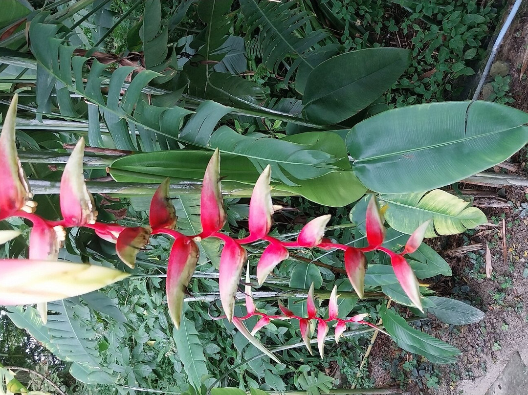 菩提树酒店主图