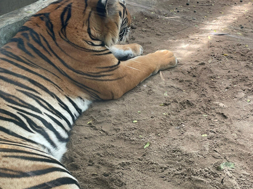 Dai Nam Zoo景点图片