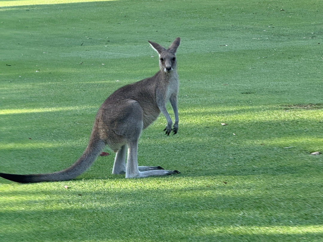 Kangaroo Encounters Guided Tours-尼尔森湾必去景点