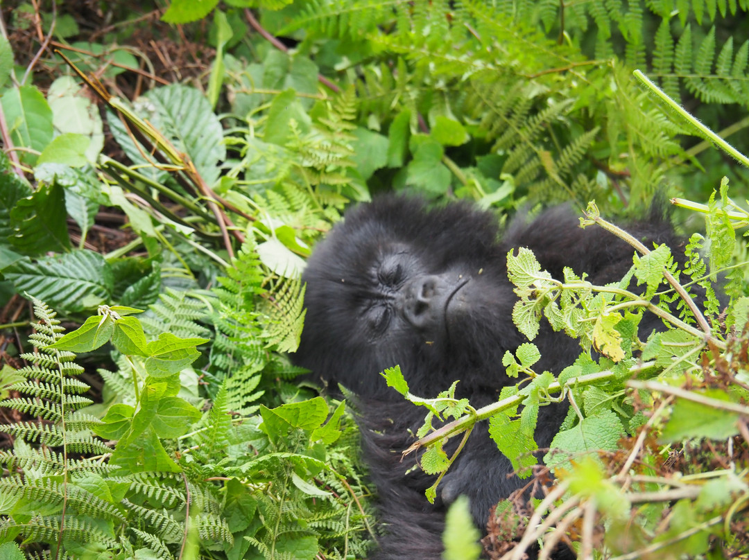 Ellen DeGeneres Campus of the Dian Fossey Gorilla Fund景点图片