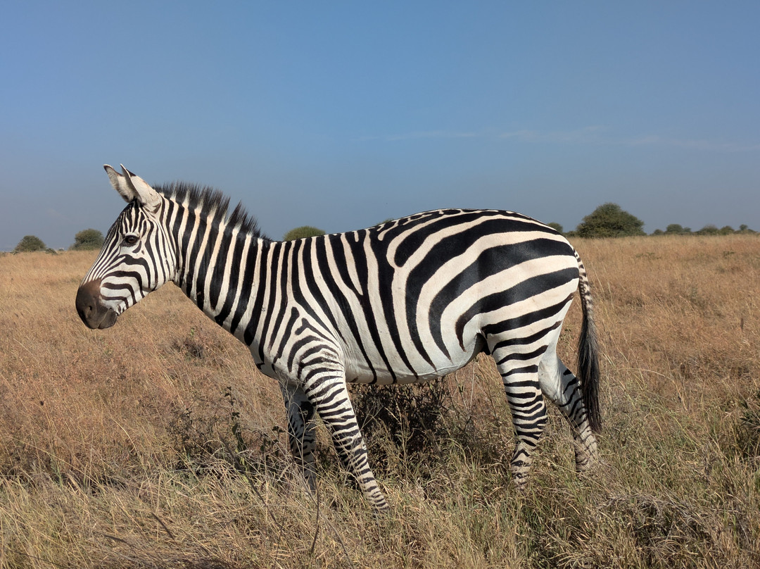 Africa Vision Safaris Tours and Travel景点图片
