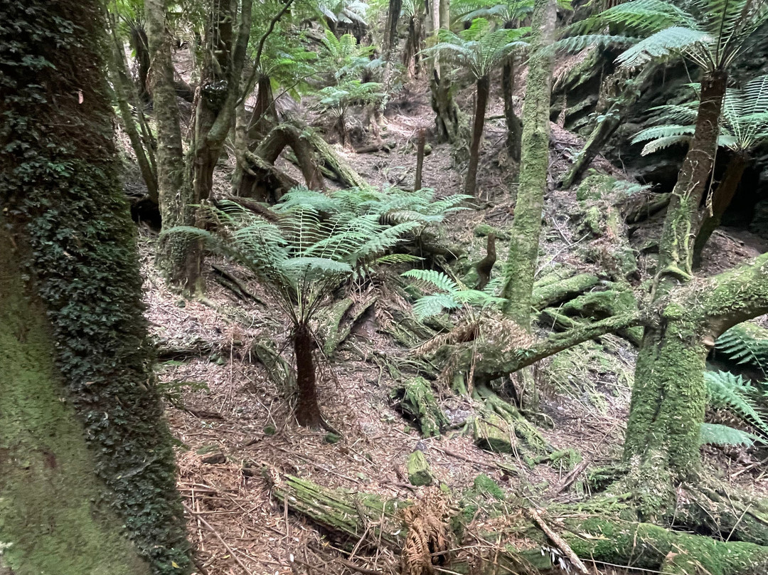 The Tarkine Drive景点图片
