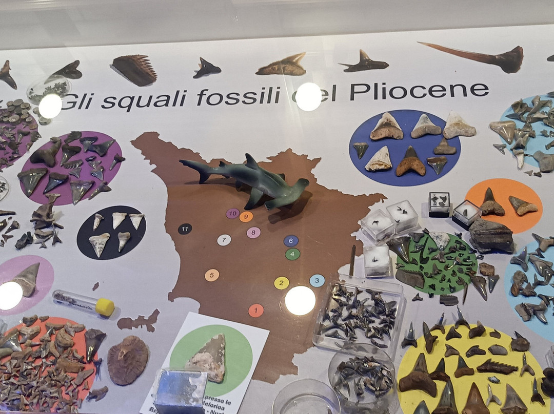 Museo Paleontologico Scienze della Terra del GAMPS-斯坎迪奇必去景点