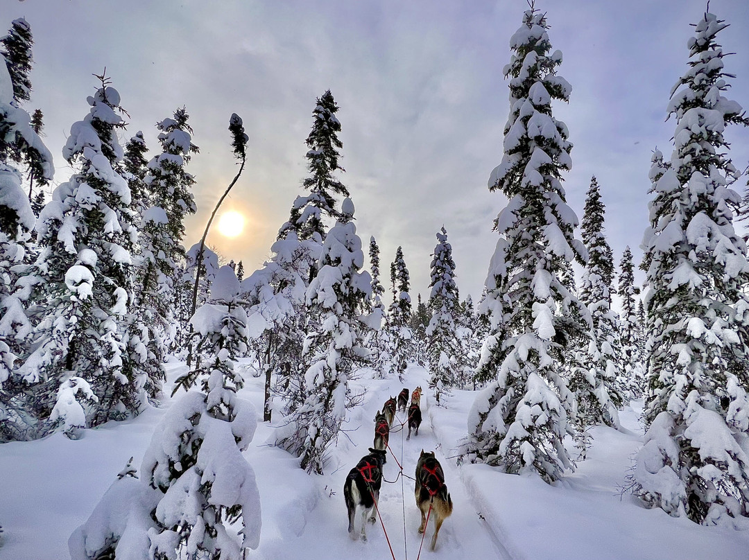 Chilly Dogs Sled Dog Trips