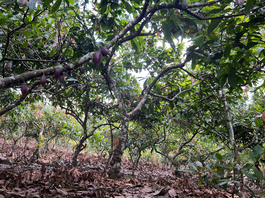 Dengo Origem-Ilheus必去景点