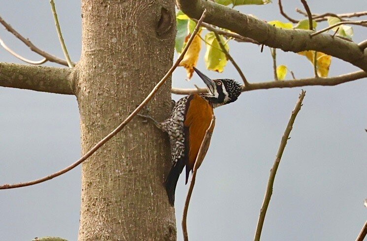 Simala Retreat, Baiguney主图