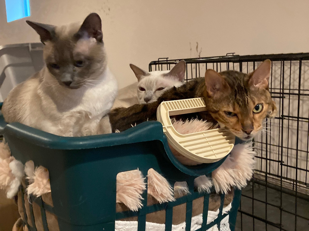 The Big Bad Woof-华盛顿特区必去景点