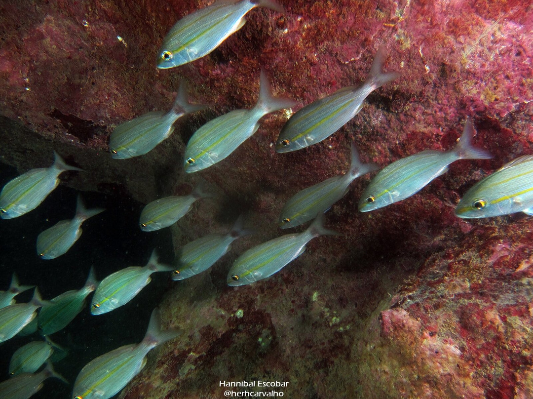 Mergulho Mágico-São José da Coroa Grande必去景点