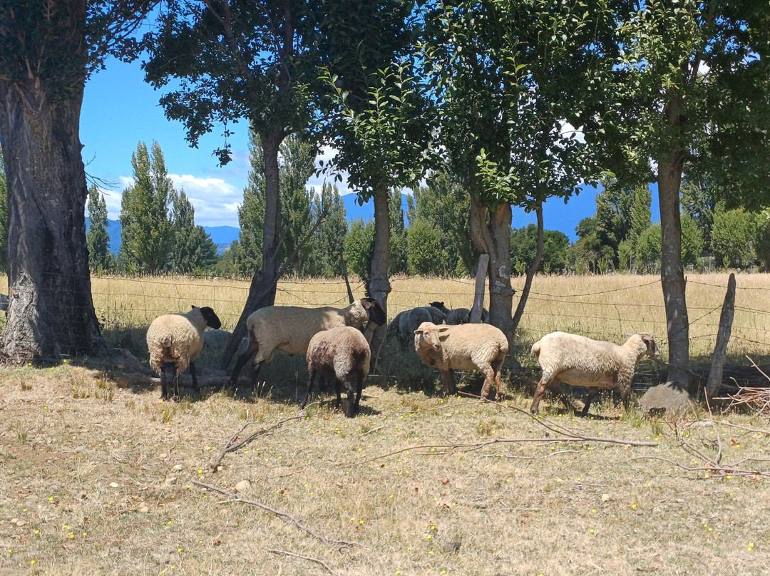 Isla Huapi-Futrono必去景点