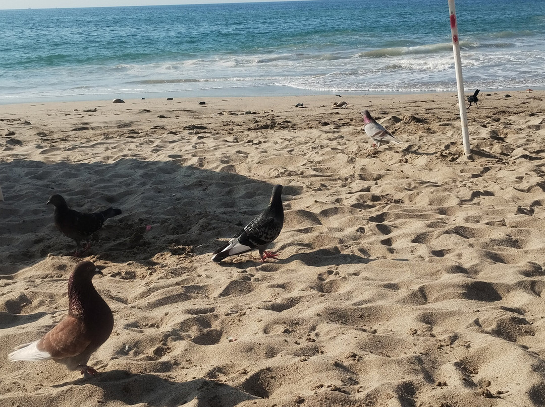 Playa Los Ayala-Los Ayala必去景点