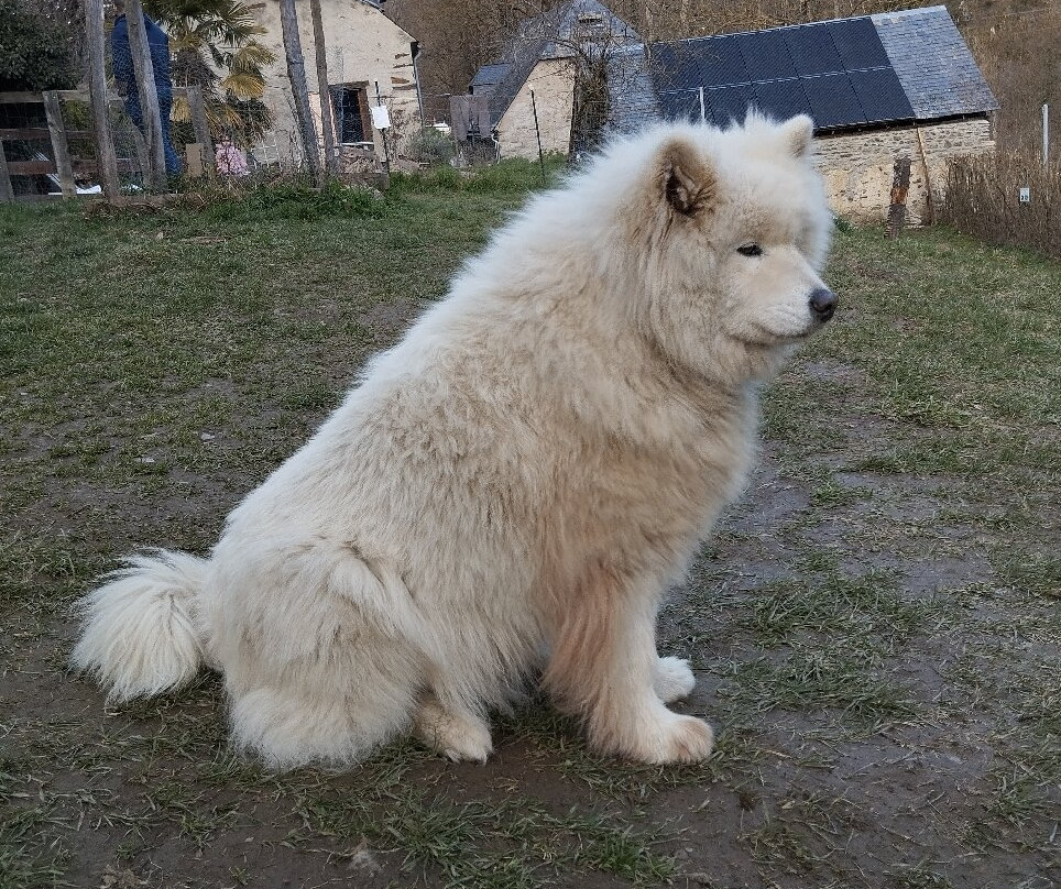 Le Repaire des Huskys景点图片
