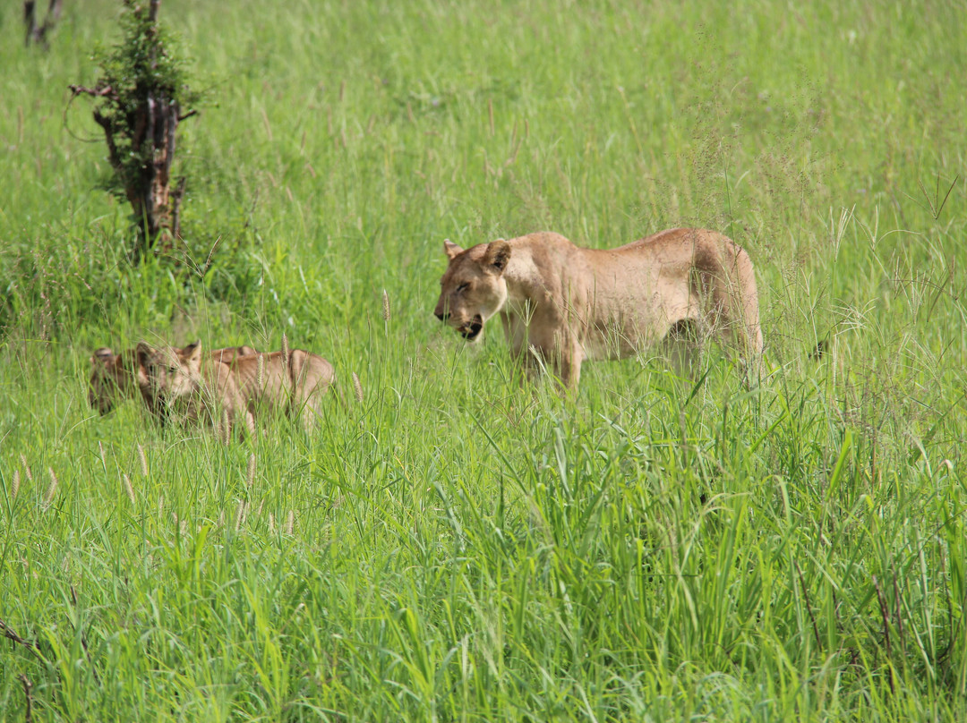 Objectif Tanzania-阿鲁沙必去景点