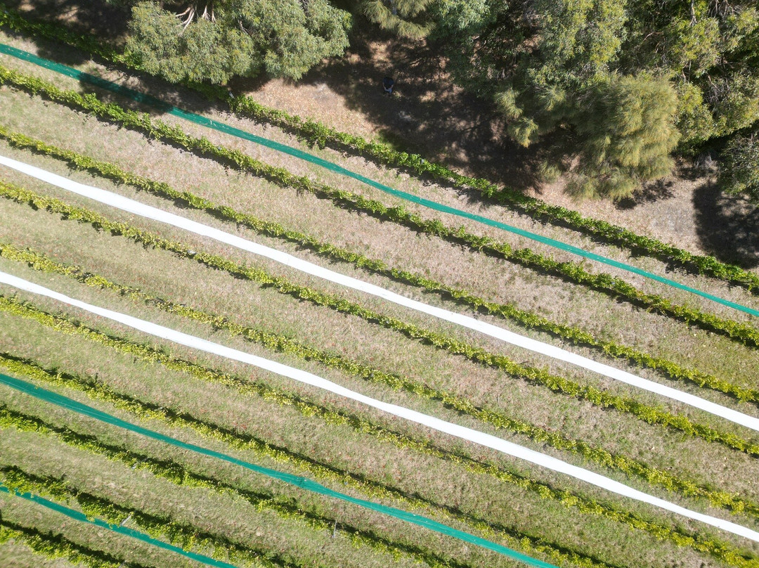 Unavale Vineyard-Lady Barron必去景点