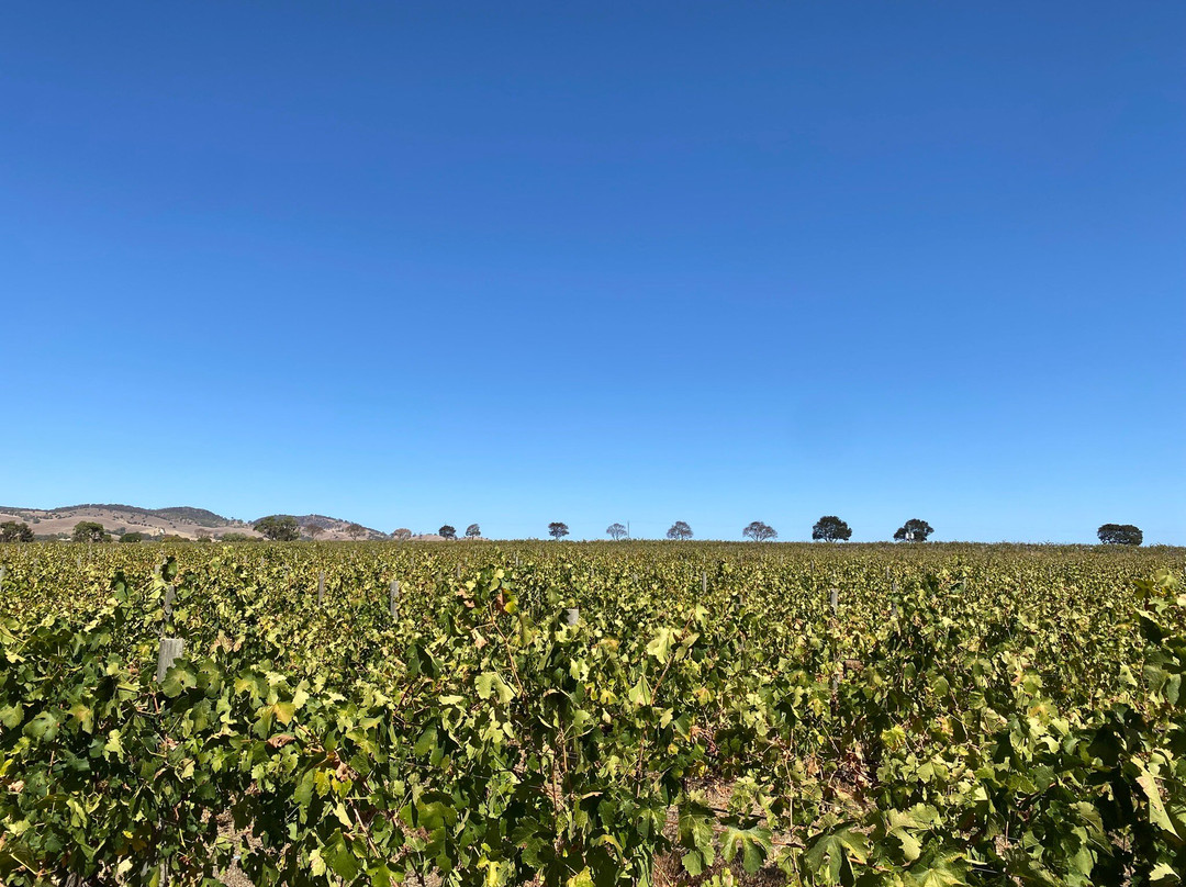 Turkey Flat Vineyards景点图片