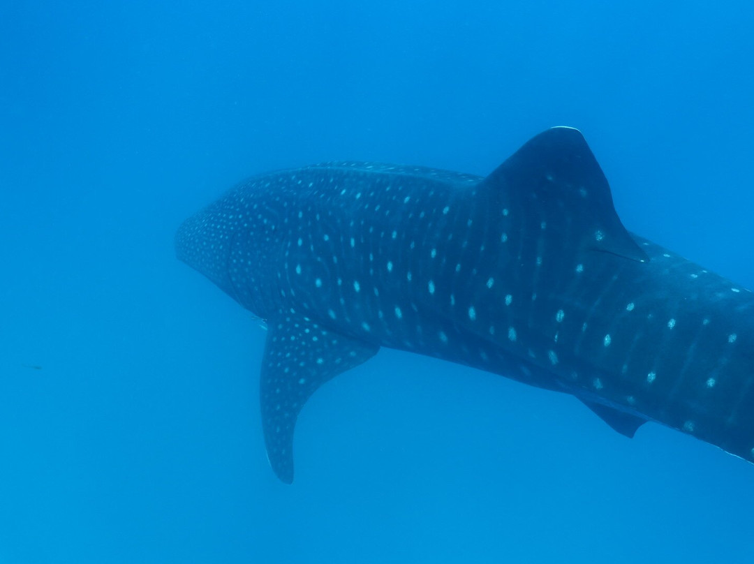 Mafia Whale Shark Tours景点图片