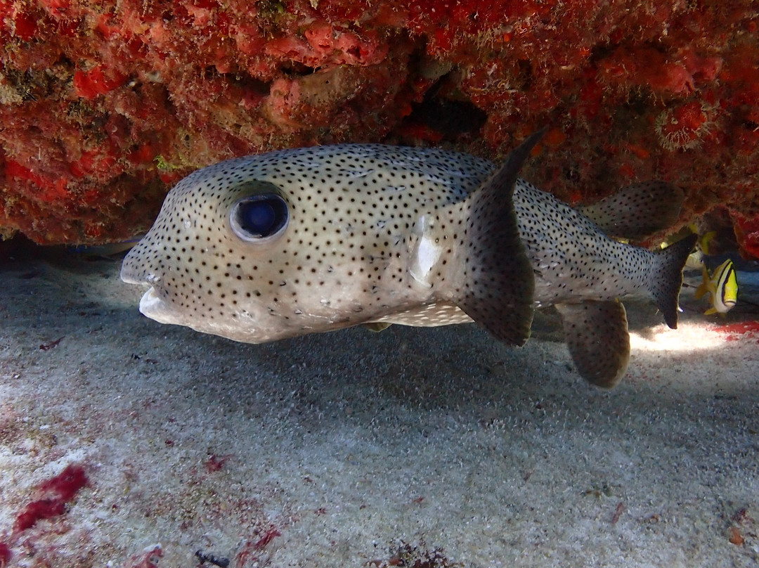 Aquanauts Dive Adventures-从莫雷洛斯港必去景点