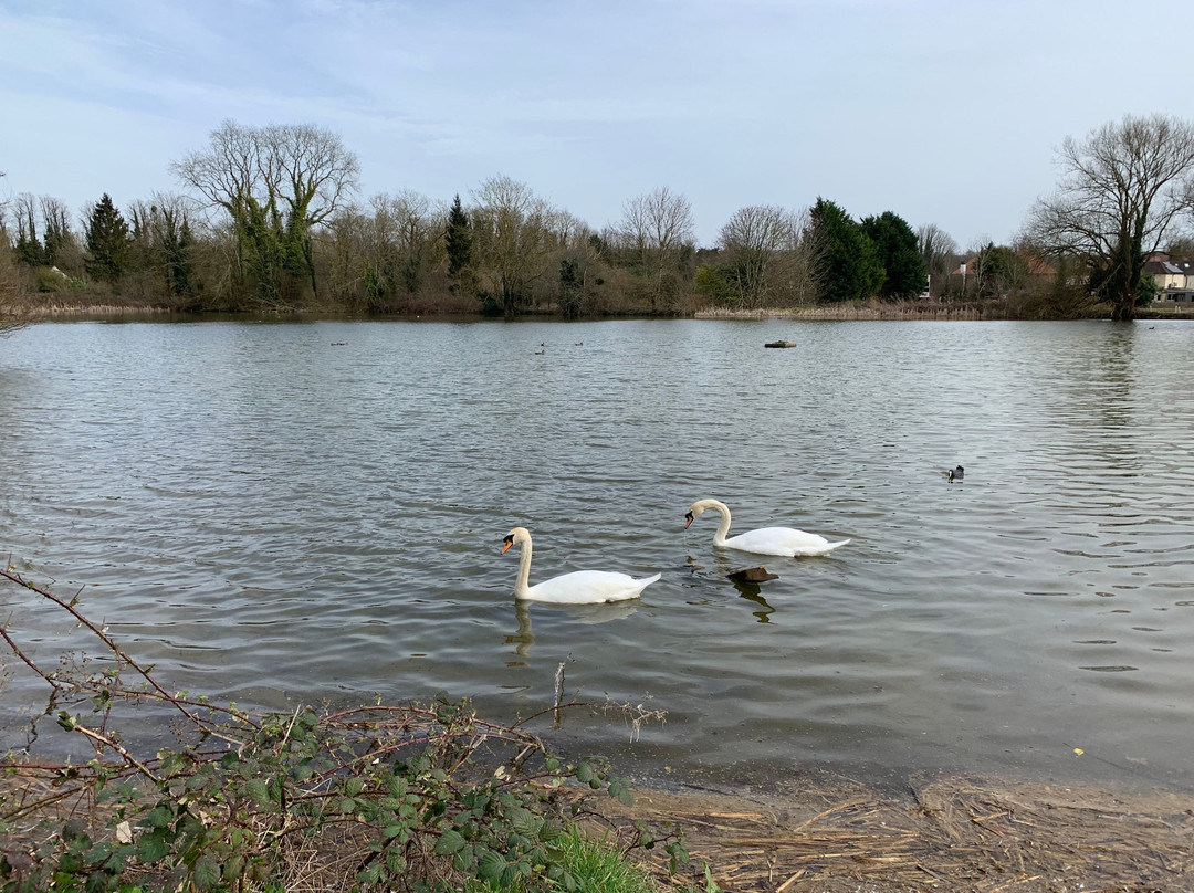 Fetcham Mill Pond-Fetcham必去景点