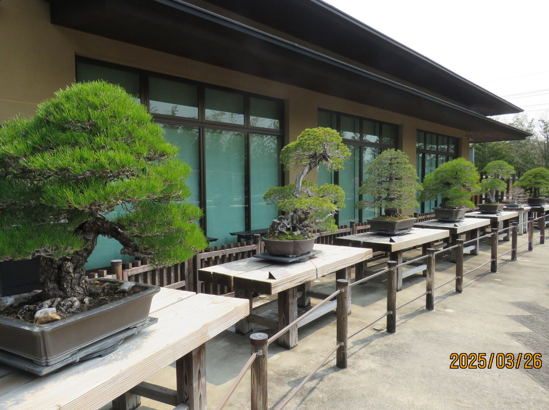 The Omiya Bonsai Art Museum Saitama-埼玉市必去景点