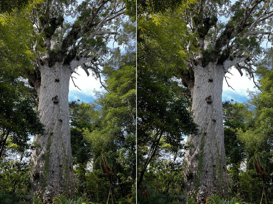 WAIPOUA FOREST - TANE MAHUTA, TE MATUA NGAHERE & KUARI MUSEUM - DAY TOUR FROM AUCKLAND