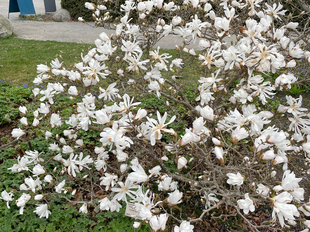 Bergius Botanic Garden-斯德哥尔摩必去景点