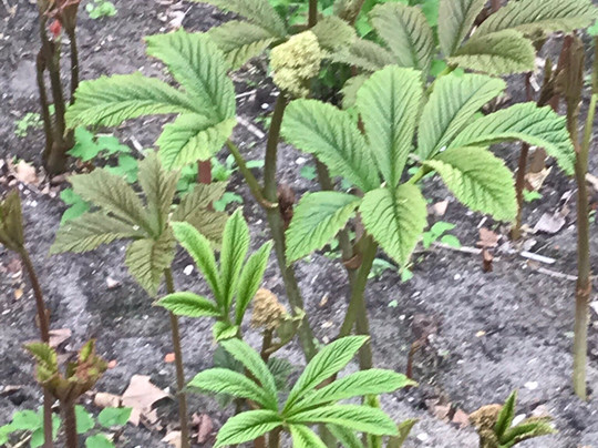 Coen Jansen Vaste Planten-Dalfsen必去景点