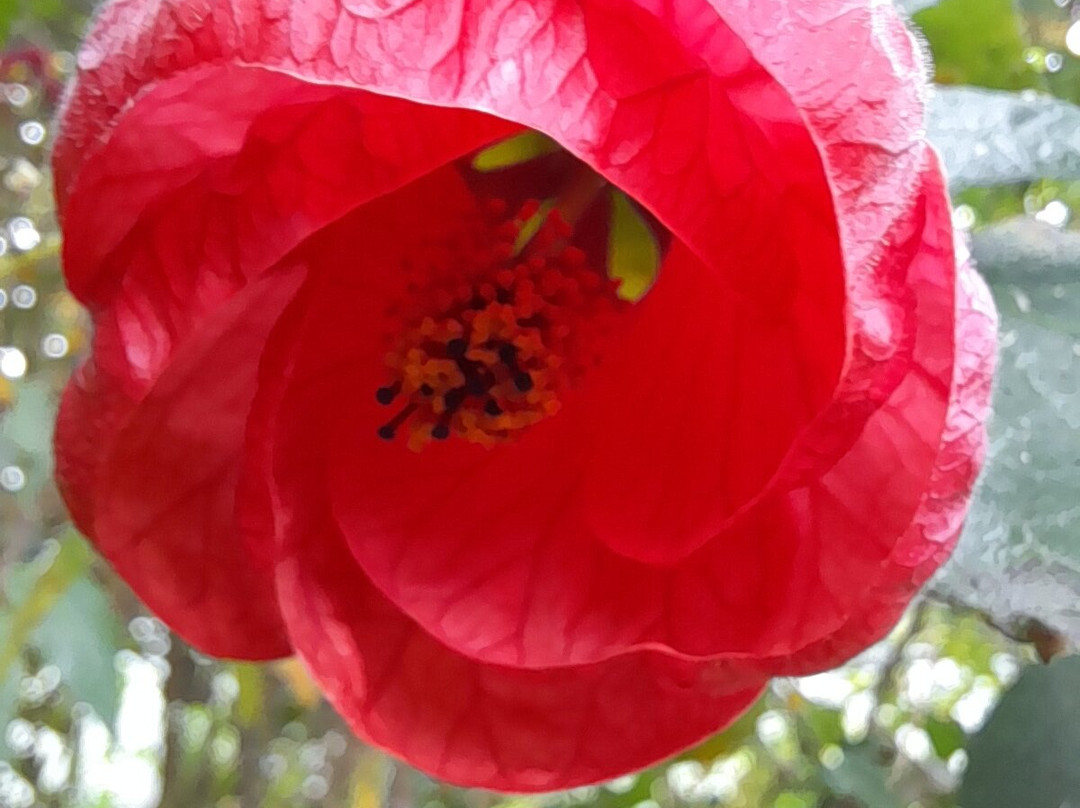 Dundee Botanic Garden-敦提必去景点