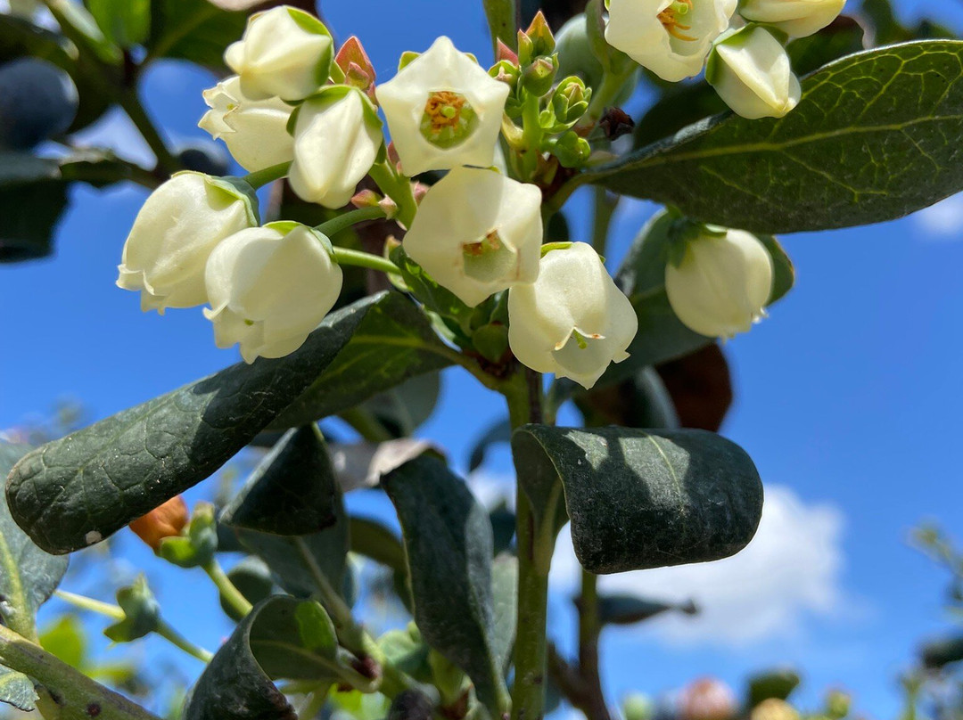 Blueberry Bunch Farm-LaBelle必去景点