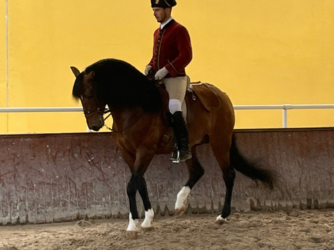 A Escola Portuguesa de Arte Equestre-里斯本必去景点
