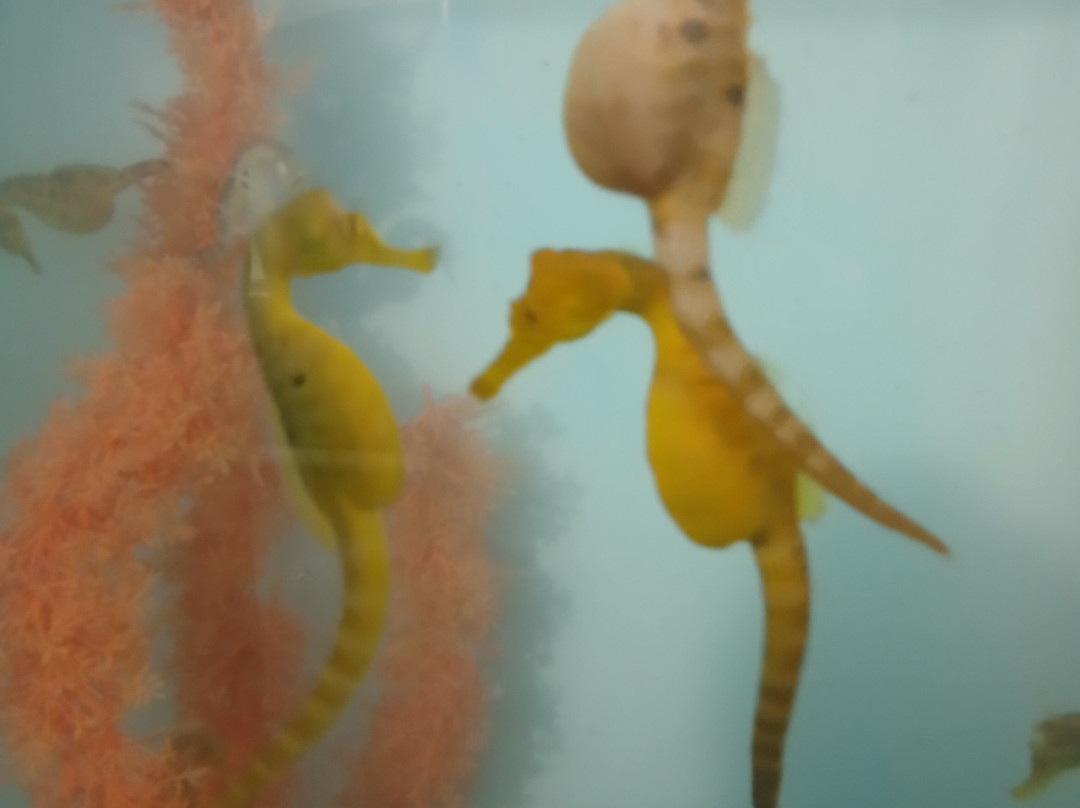 Seahorse World-Beauty Point必去景点