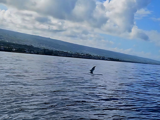 Alii Ocean Tours-凯鲁瓦-柯纳必去景点