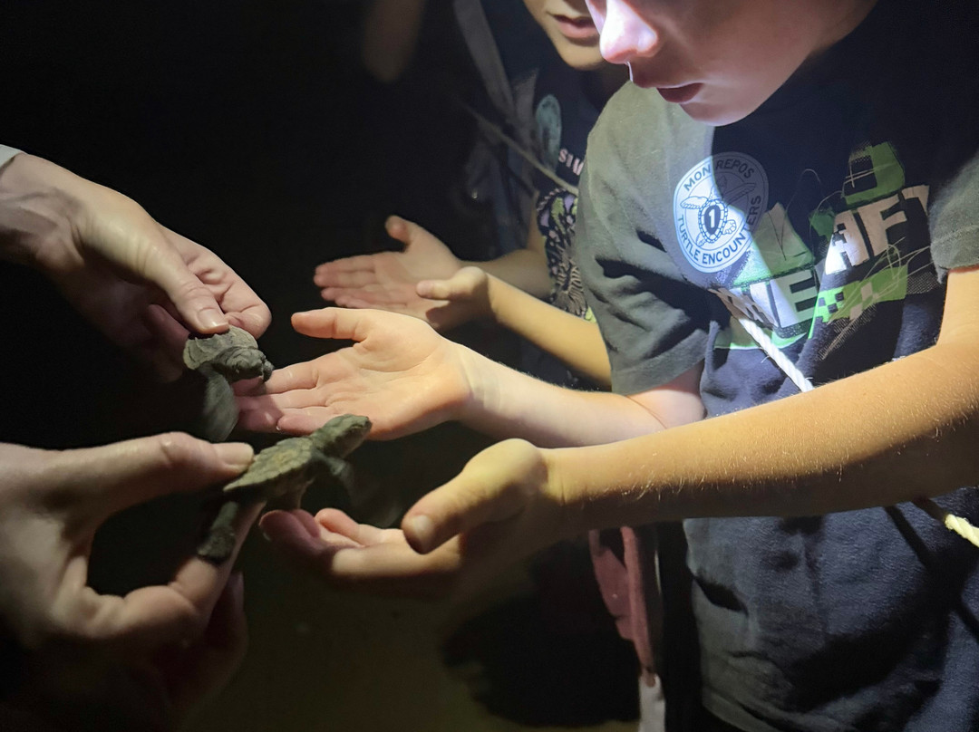 Mon Repos Turtle Encounter-邦德堡必去景点